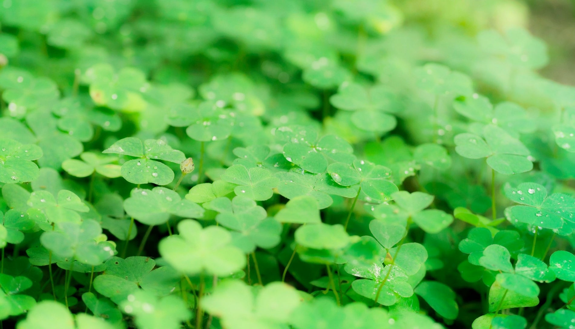 Saint Patrick - The Man in Green