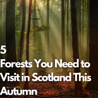 5 Forests You Need to Visit in Scotland This Autumn