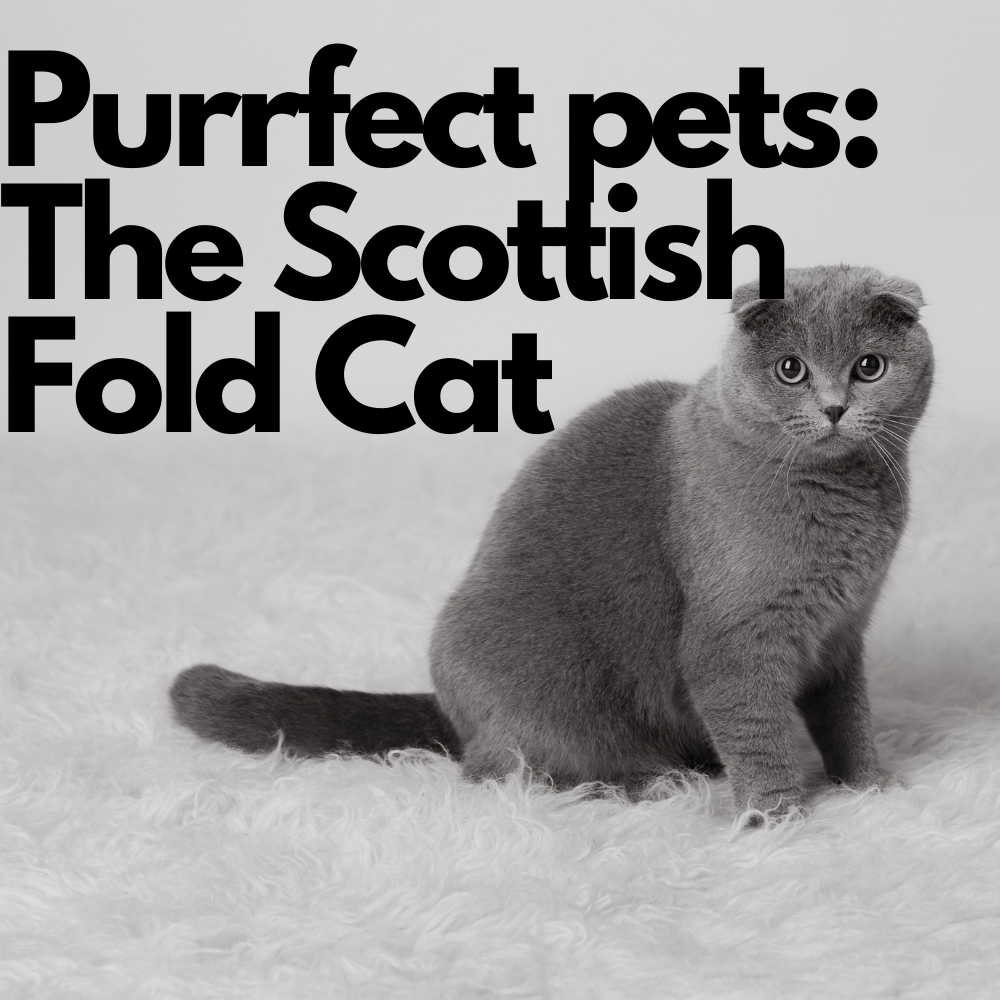 Purrfect pets: The Scottish Fold Cat